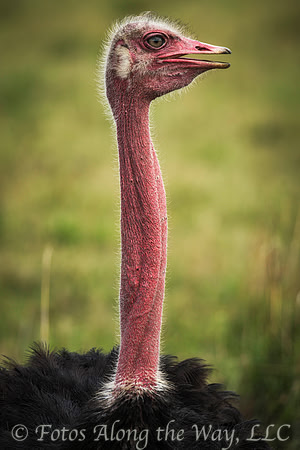 Masai Ostrich Portrait (Kenya)