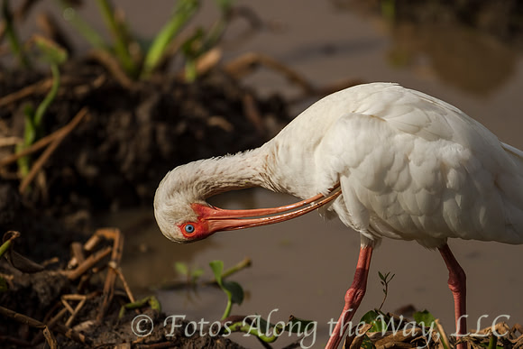 White Ibis Preening (Texas)