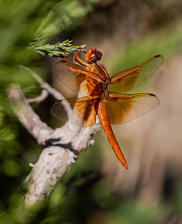 Flame Skimmer Dragonfly (Arizona)