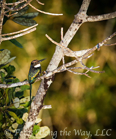 Paradise Jacamar (Amazonia, Brazil)