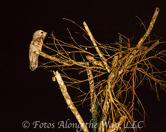 Great Potoo at Night (Amazonia, Brazil)
