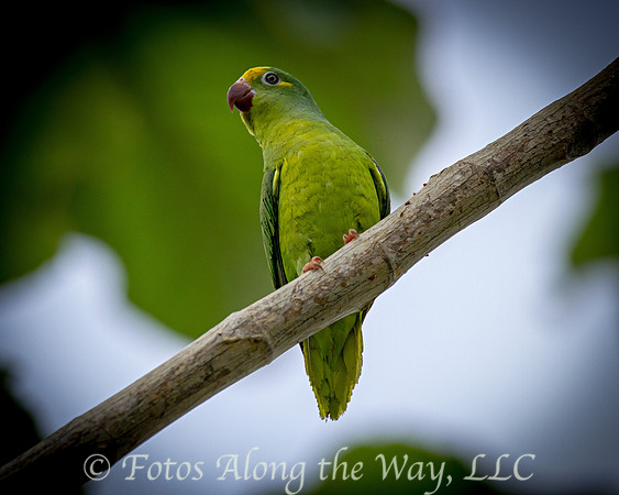 Tui Parakeet (Amazonia, Brazil)