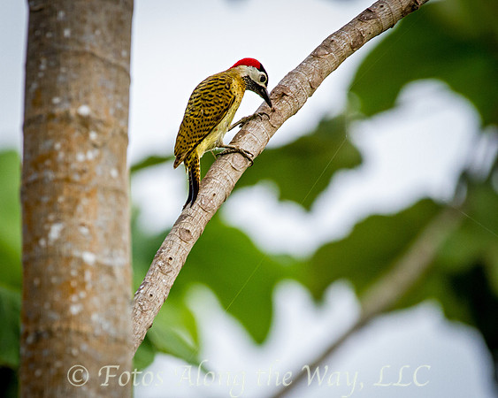 Spot-breasted Woodpecker (Amazonia, Brazil)