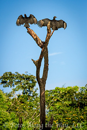 Black Vultures (Amazonia, Brazil)