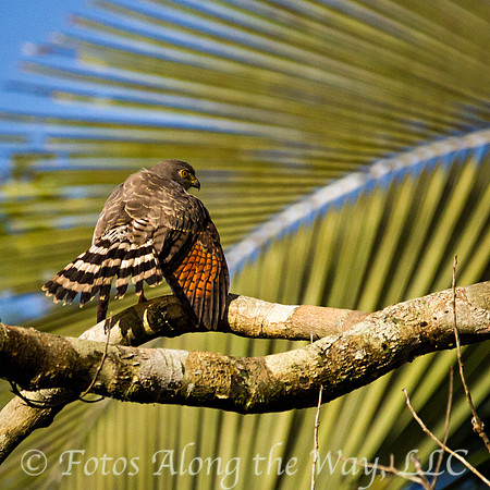 Roadside Hawk (Amazonia, Brazil)