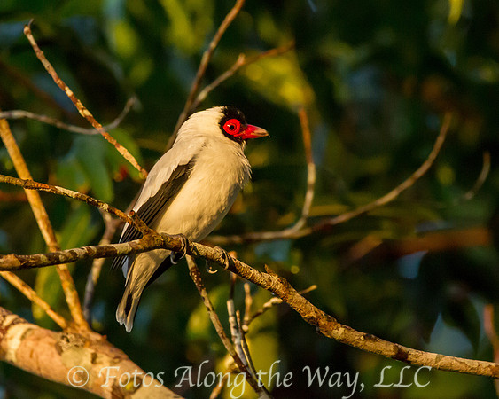 Masked Tityra (Amazonia, Brazil)