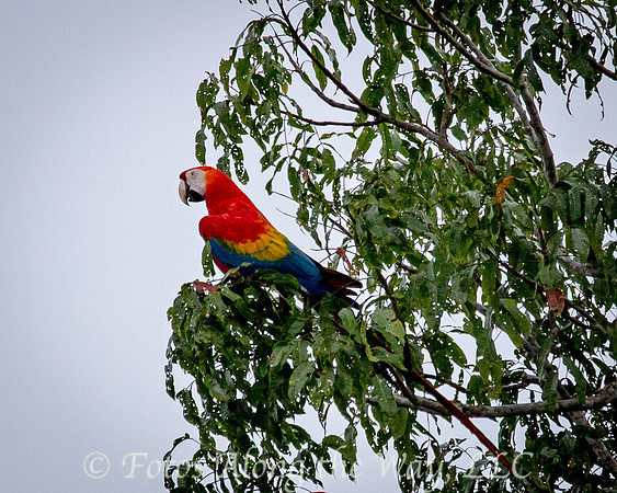 Scarlet Macaw (Amazonia, Brazil)