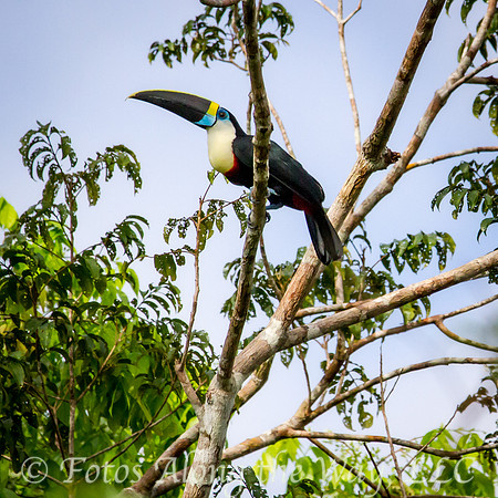 White-throated Toucan (Amazonia, Brazil)