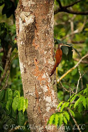 Long-billed Woodcreeper (Amazonia, Brazil)