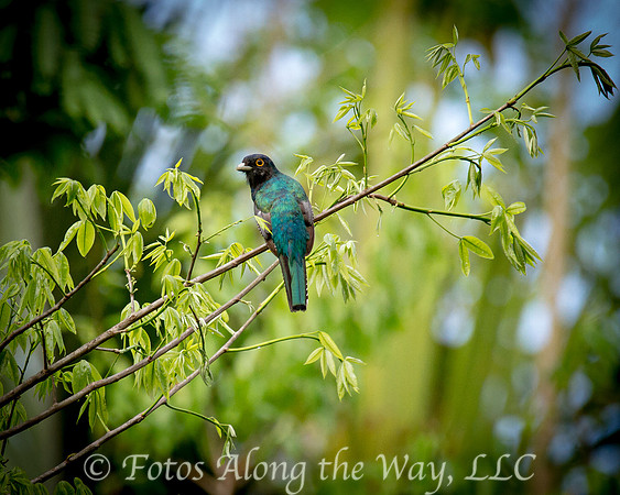 Blue-crowned Trogon (Amazonia, Brazil)