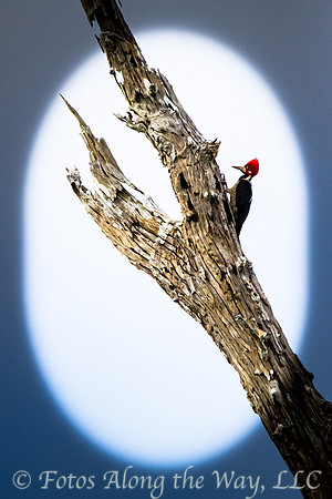 Crimson-crested Woodpecker (Amazonia, Brazil)