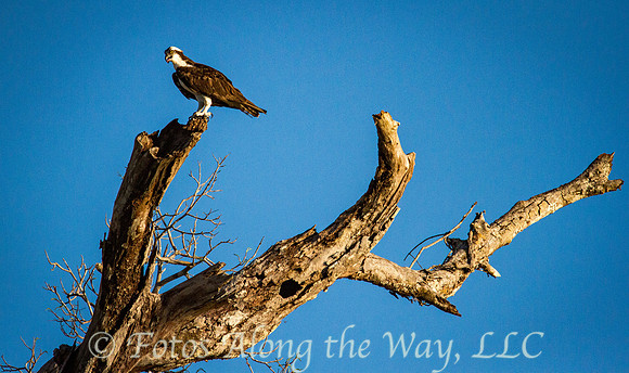 Osprey (Amazonia, Brazil)