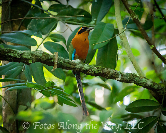 Rufous Motmot (Amazonia, Brazil)