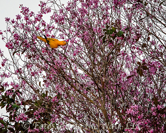 Golden Parakeet Eating Purple Buds (Amazonia, Brazil)