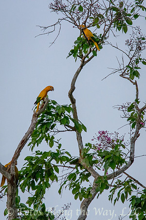 Golden Parakeets (Amazonia, Brazil)