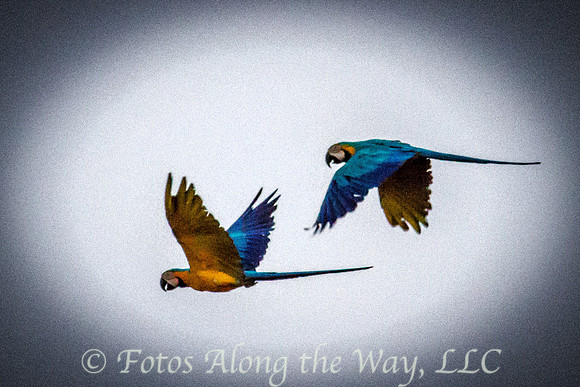 Blue and Yellow Macaws (Amazonia, Brazil)