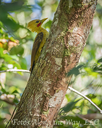 Cream-colored Woodpecker (Amazonia, Brazil)