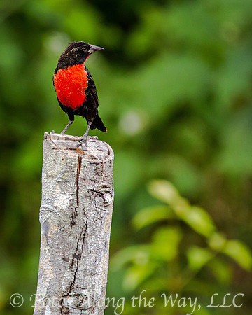 Red-breasted Blackbird (Amazonia, Brazil)