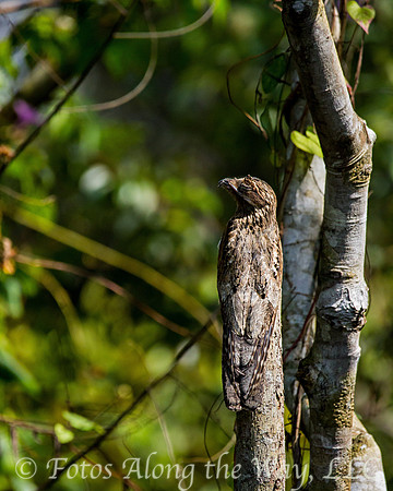 Common Potoo (Amazonia, Brazil)