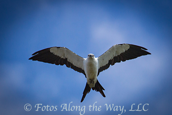 Swallow-tailed Kite (Amazonia, Brazil)