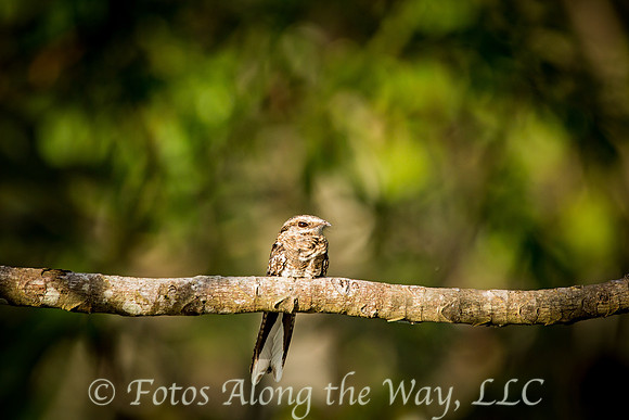 Ladder-tailed Nightjar (Amazonia, Brazil)