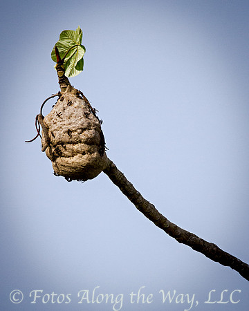 Wasp Nest (Amazonia, Brazil)