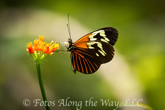 Elevatus Longwing Butterfly (Amazonia, Brazil)