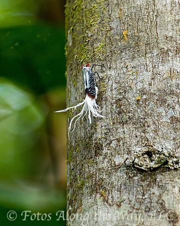 "Fortuna" Red-dotted Planthopper (Amazonia, Brazil)