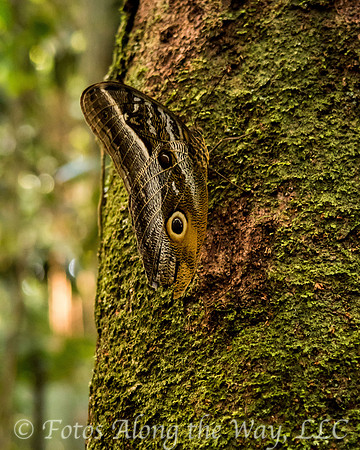 Owl Butterfly (Amazonia, Brazil)