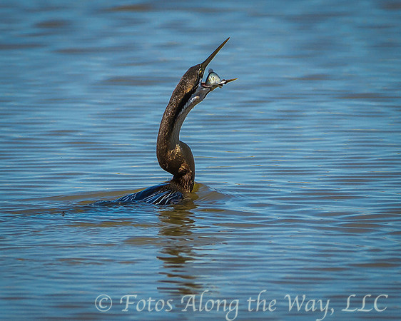 African Darter Swallowing Fish (Botswana)