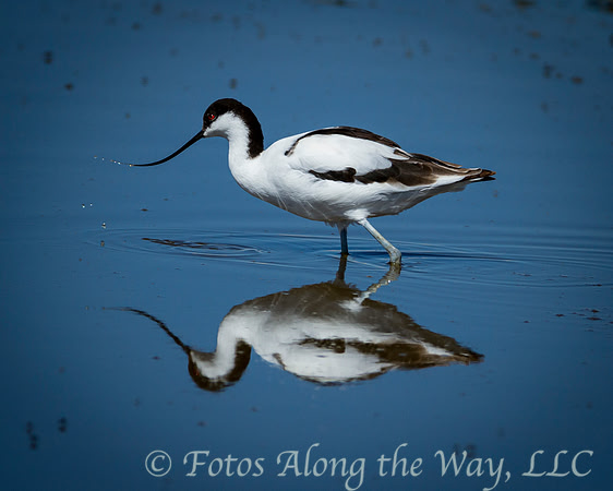 Pied Avocet Reflection (Botswana)
