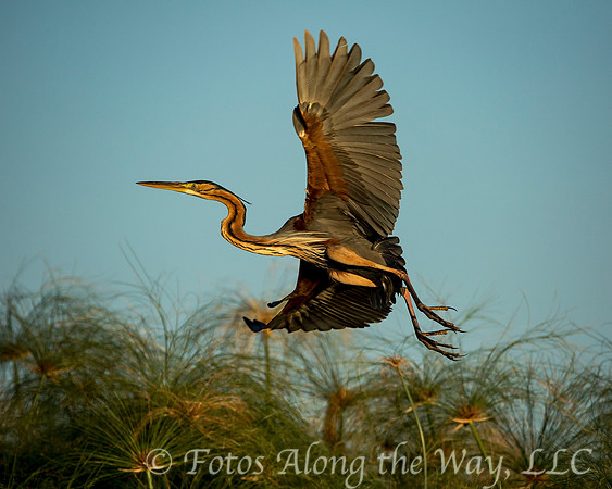 Purple Heron in Flight (Botswana)
