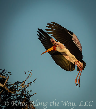Yellow-billed Stork Landing (Botswana)