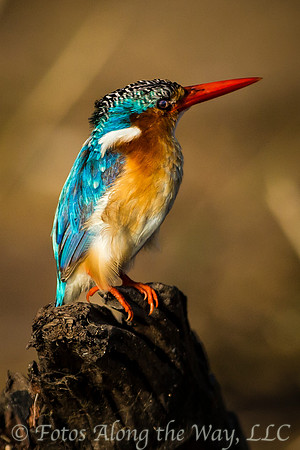 Perched Malachite Kingfisher (Botswana)