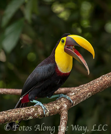Chestnut-mandibled Toucan (Costa Rica)
