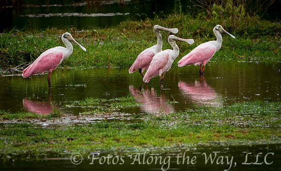 Roseate Spoonbills Wading (Costa Rica)