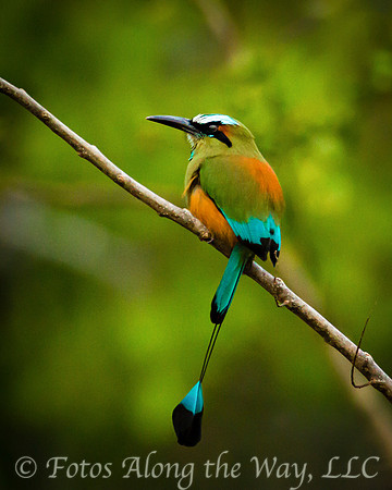 Turquoise-browed Motmot (Costa Rica)