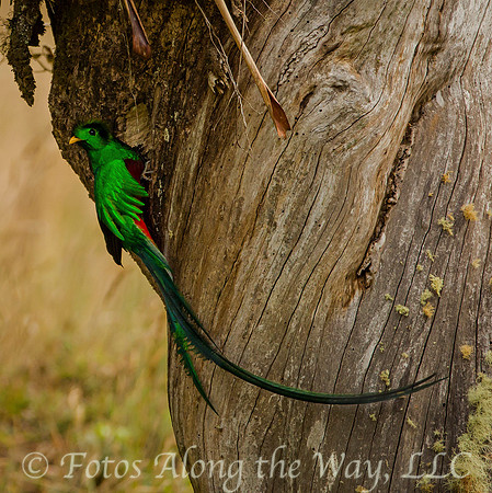 Resplendent Quetzal Clinging (Costa Rica)