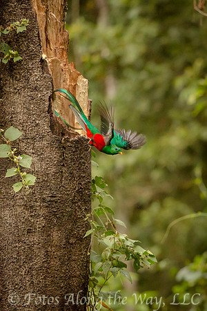 Resplendent Quetzal Taking Off (Costa Rica)