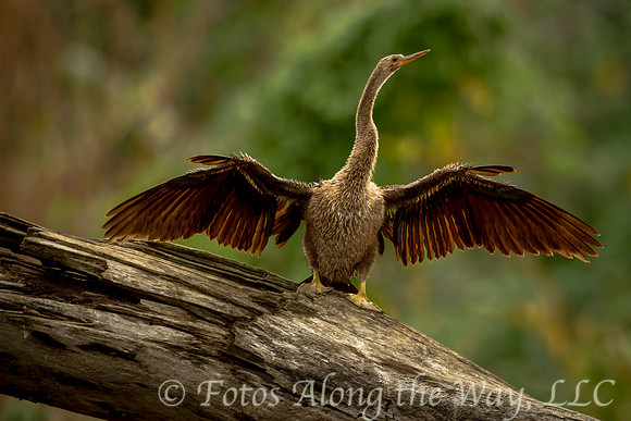 Young Anhinga Drying (Costa Rica)