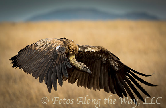 African White-backed Vulture in Flight (Tanzania)