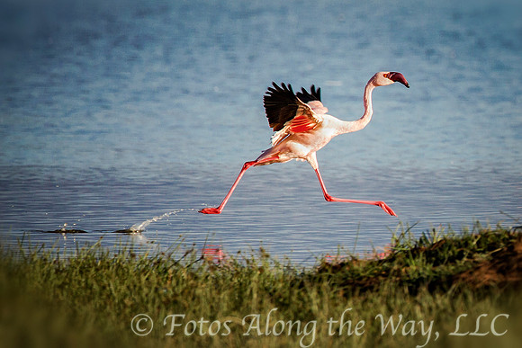 Flamingo Running on Water (Kenya)