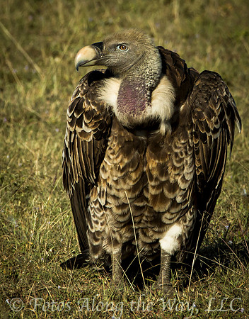 Ruppell's Griffon Vulture
