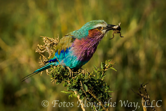 Lilac-breasted Roller with Frog (Kenya)
