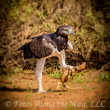 Martial Eagle with Lizard Prey (Kenya)
