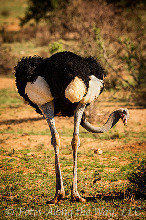 Somali Ostrich Taking a Look (Kenya)