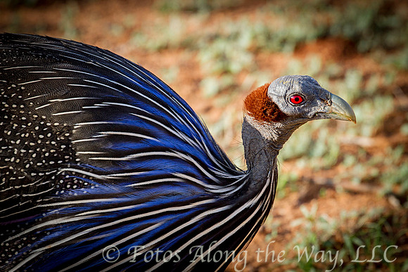 Vulturine Guineafowl Profile (Kenya)