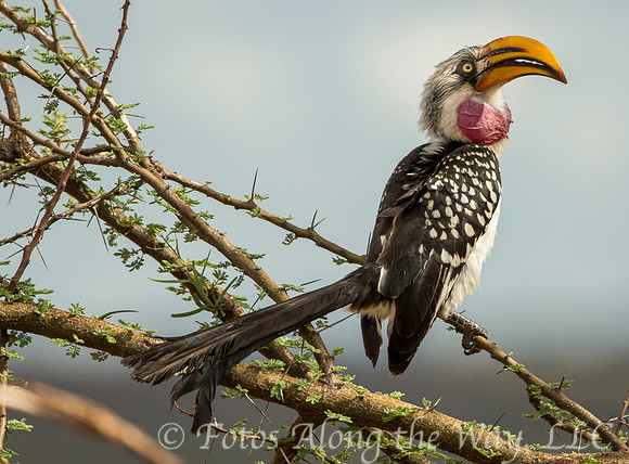 Yellow-billed Hornbill on Branch (Kenya)