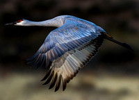 Herons & Cranes