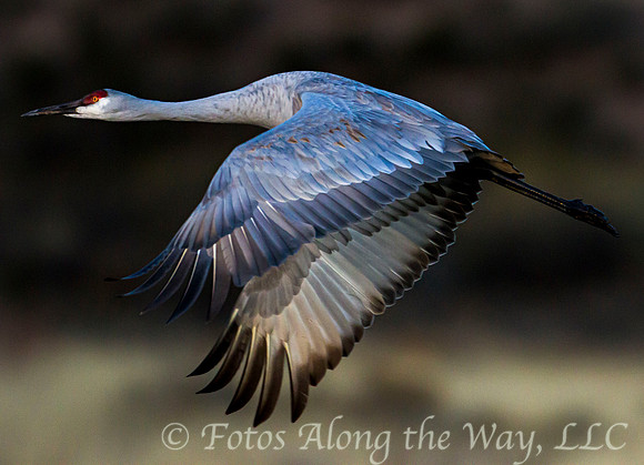 Sandhill Crane in Flight (New Mexico)